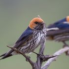 Lesser Striped Swallow