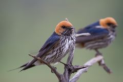 Lesser Striped Swallow