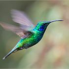 Lesser Violetear