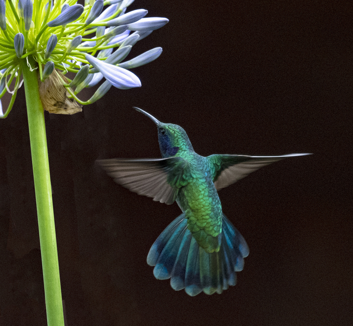 Lesser Violetear Hummingbird