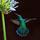 Lesser Violetear Hummingbird