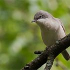 Lesser whitethroat