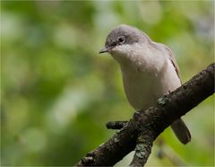 Lesser whitethroat