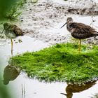 Lesser Yellowlegs   DSC_0372