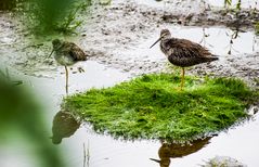 Lesser Yellowlegs   DSC_0372