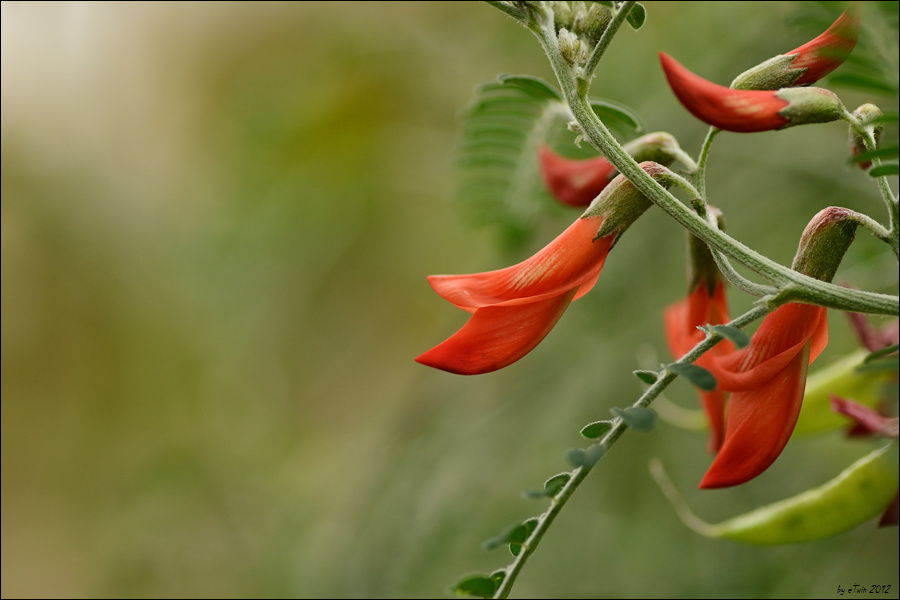 Lessertia Frutescens