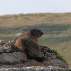 Lessinia - agosto 2012 - la marmotta vedetta -