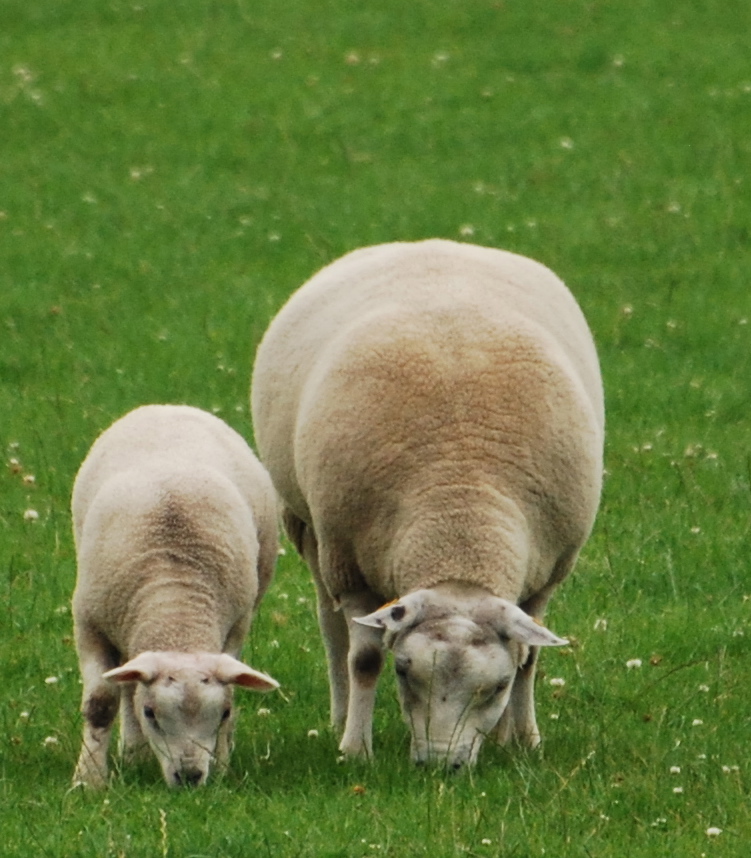 Lesson in grazing