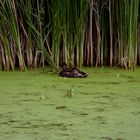 l'estany i l'ànec