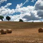 L'estate nella campagna marchigiana