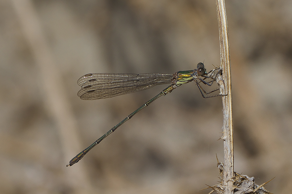 Leste vert