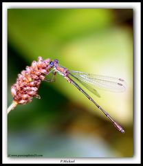 leste vert "lestes viridis"