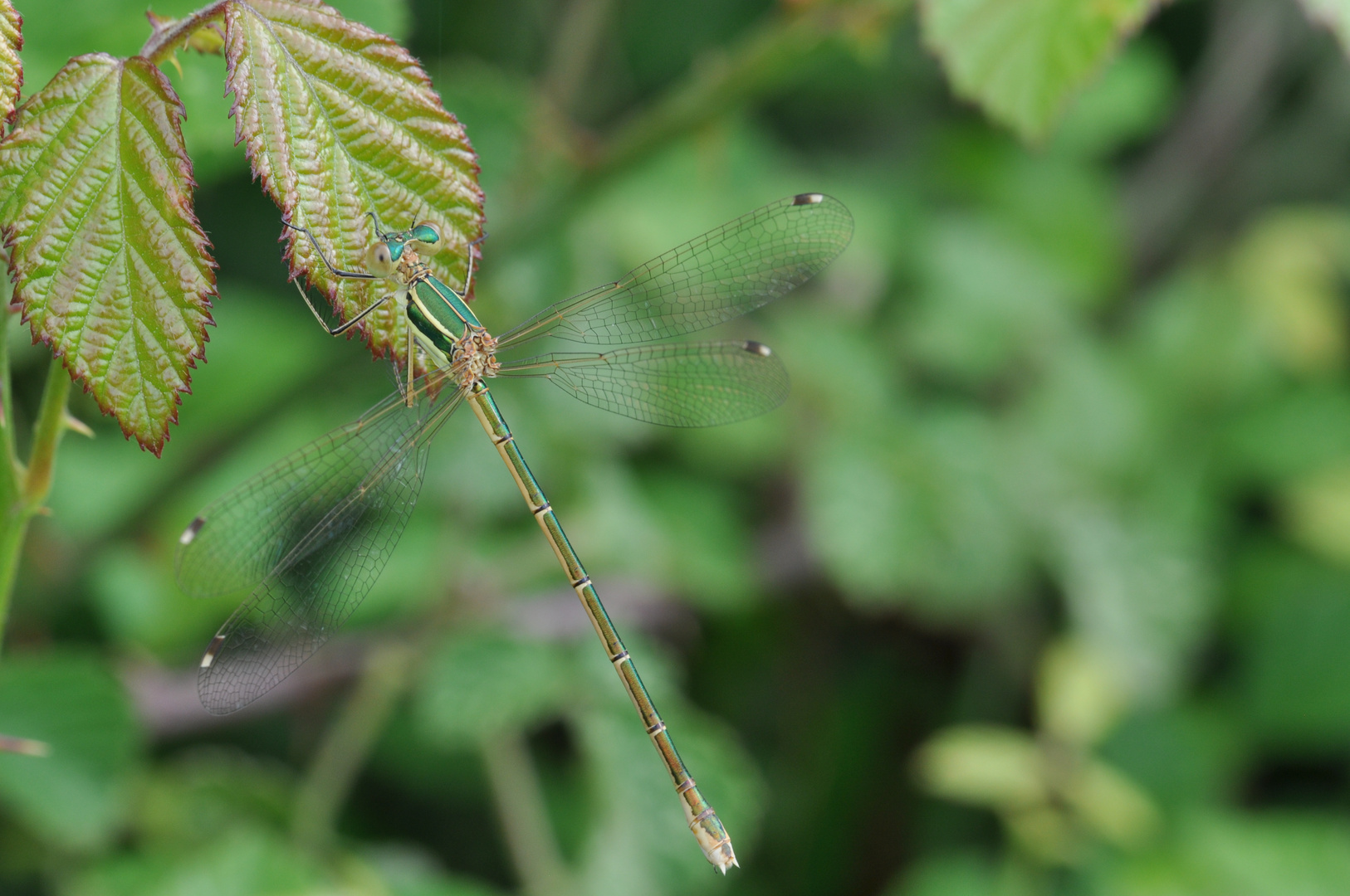 Leste vert (Lestes viridis) femelle