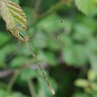 Leste vert (Lestes viridis) femelle