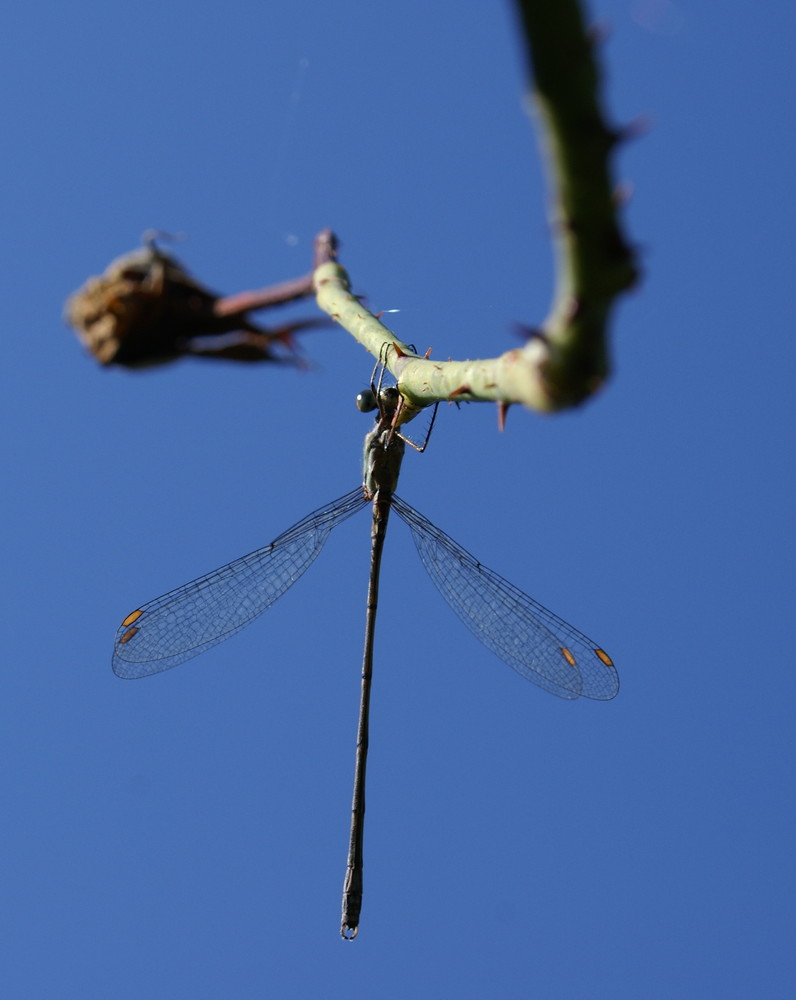 Leste VERTE posé sur une tige de ROSE sur fond de ciel BLEU!! :)