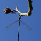 Leste VERTE posé sur une tige de ROSE sur fond de ciel BLEU!! :)