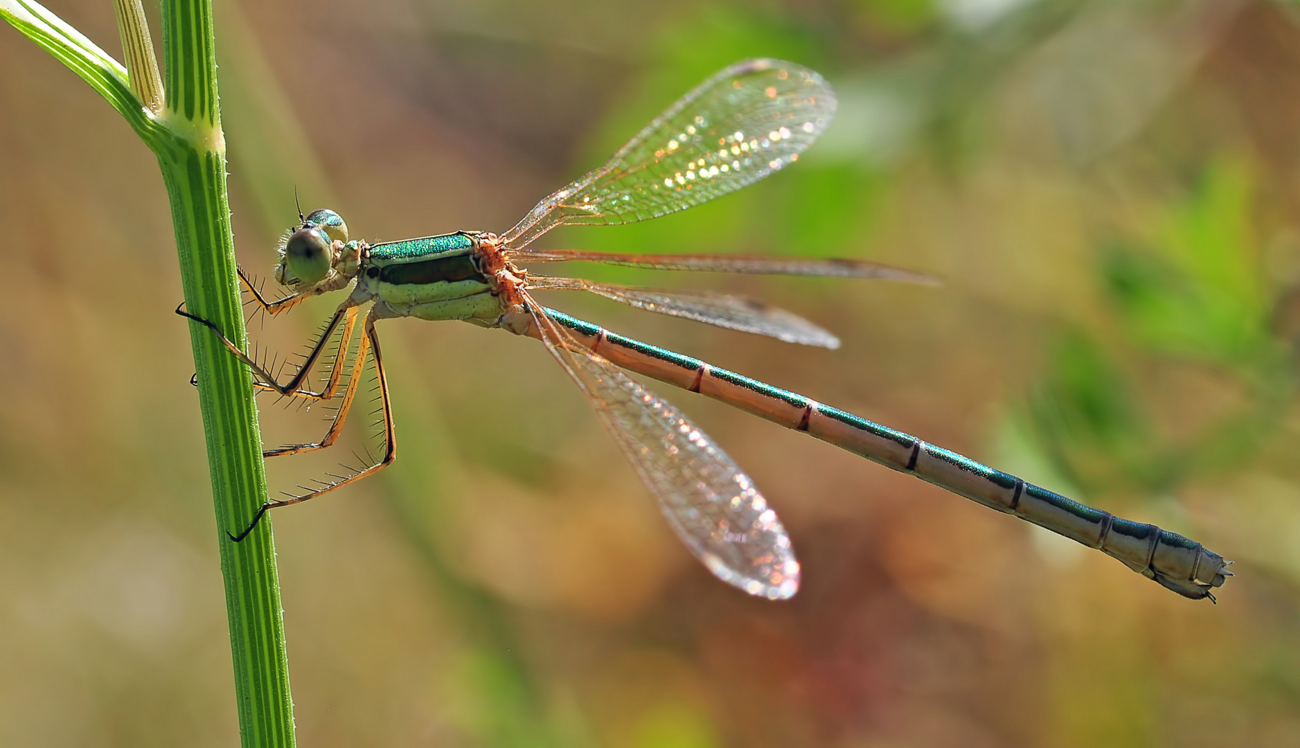 Lestes barbarus #2