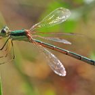 Lestes barbarus #2