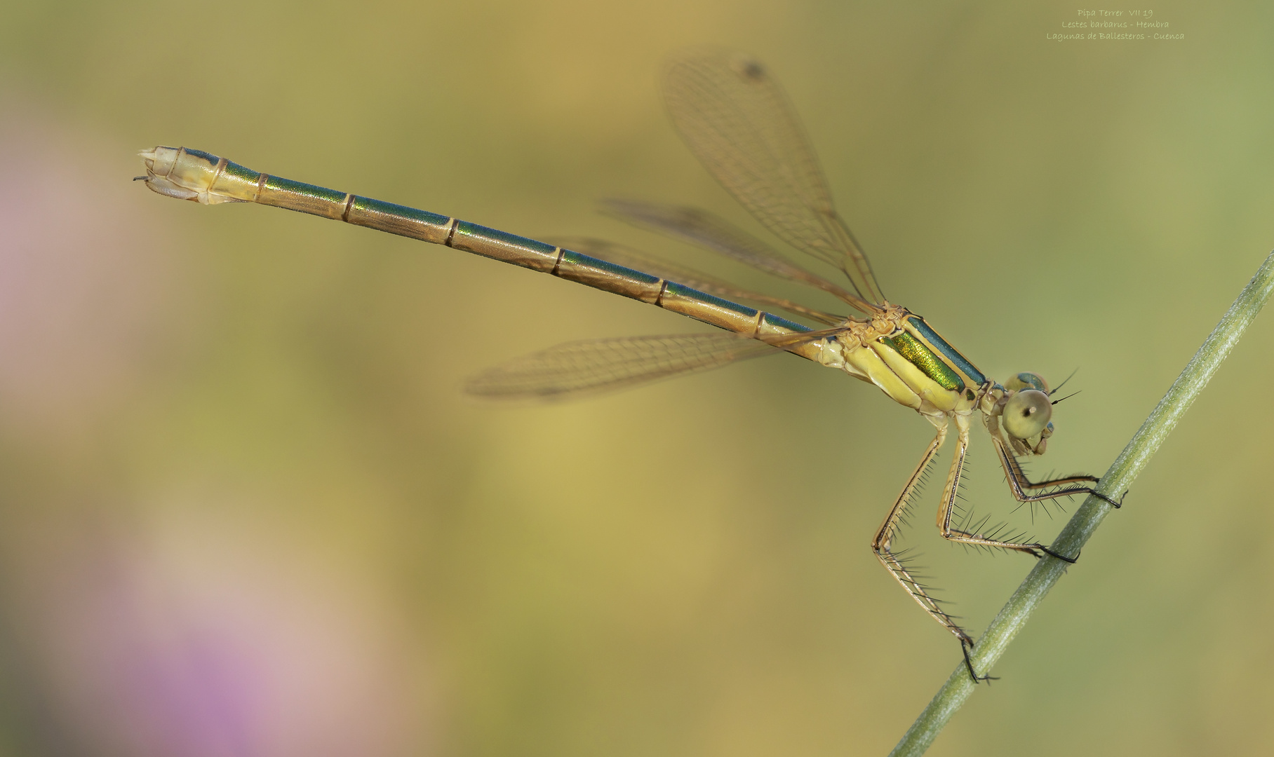 Lestes barbarus