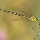 Lestes barbarus