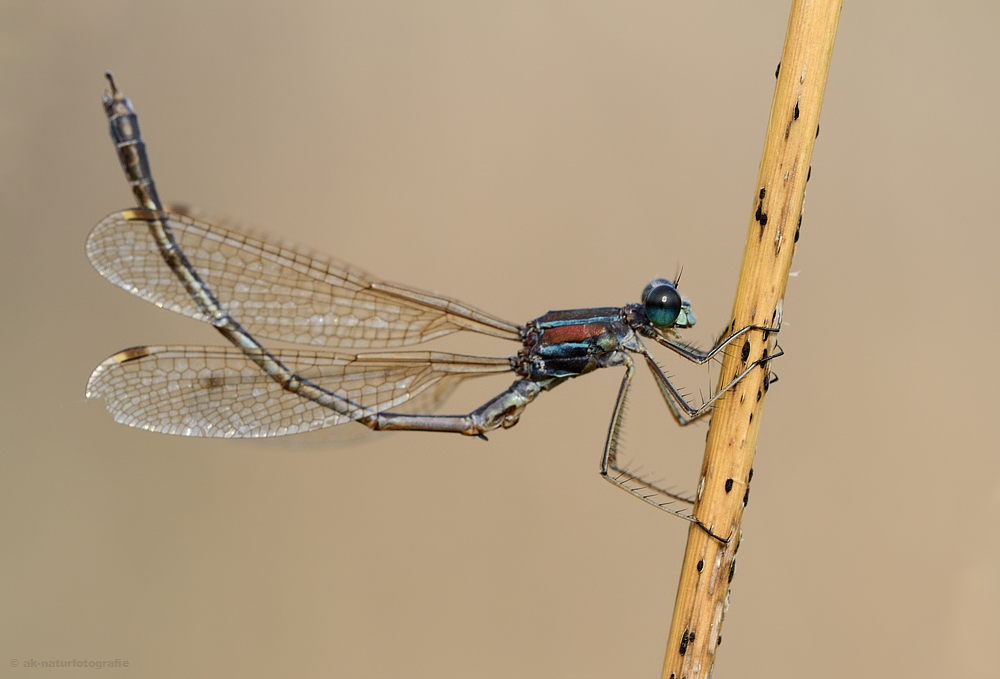 Lestes barbarus