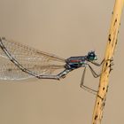 Lestes barbarus