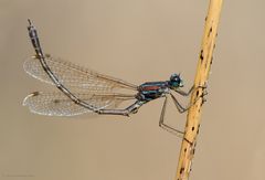 Lestes barbarus