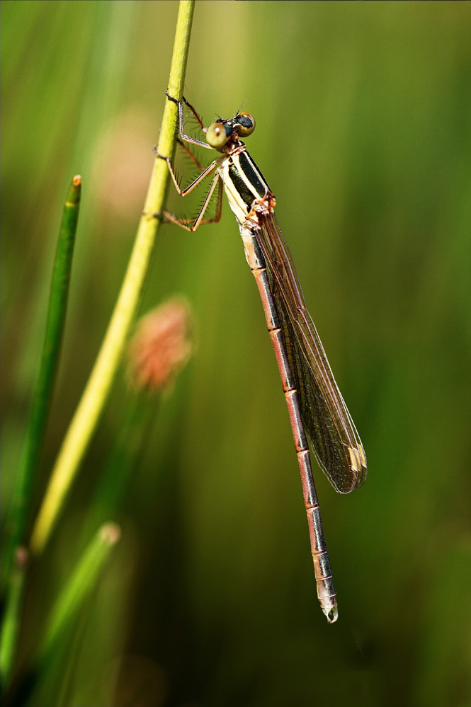 Lestes barbarus