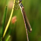 Lestes barbarus