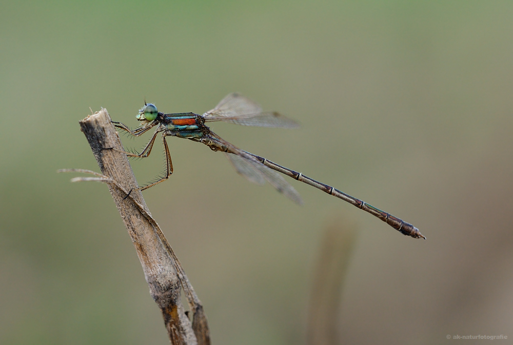 Lestes barbarus