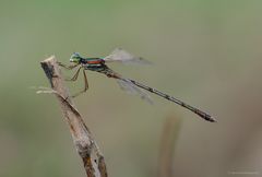 Lestes barbarus