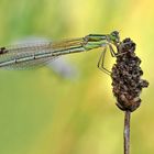 Lestes barbarus