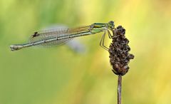 Lestes barbarus