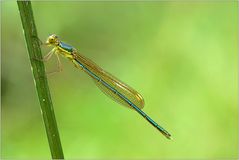 Lestes barbarus