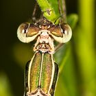 Lestes barbarus