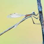 Lestes barbarus - Male - Mature