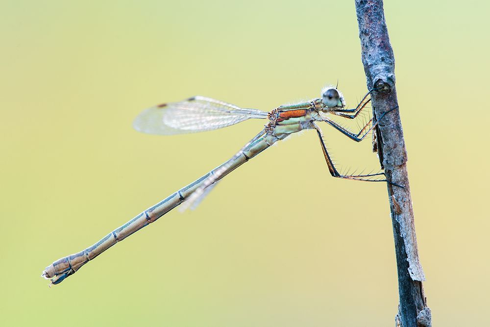 Lestes barbarus - Male - Mature