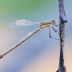 Lestes barbarus male mature