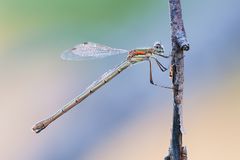 Lestes barbarus male mature