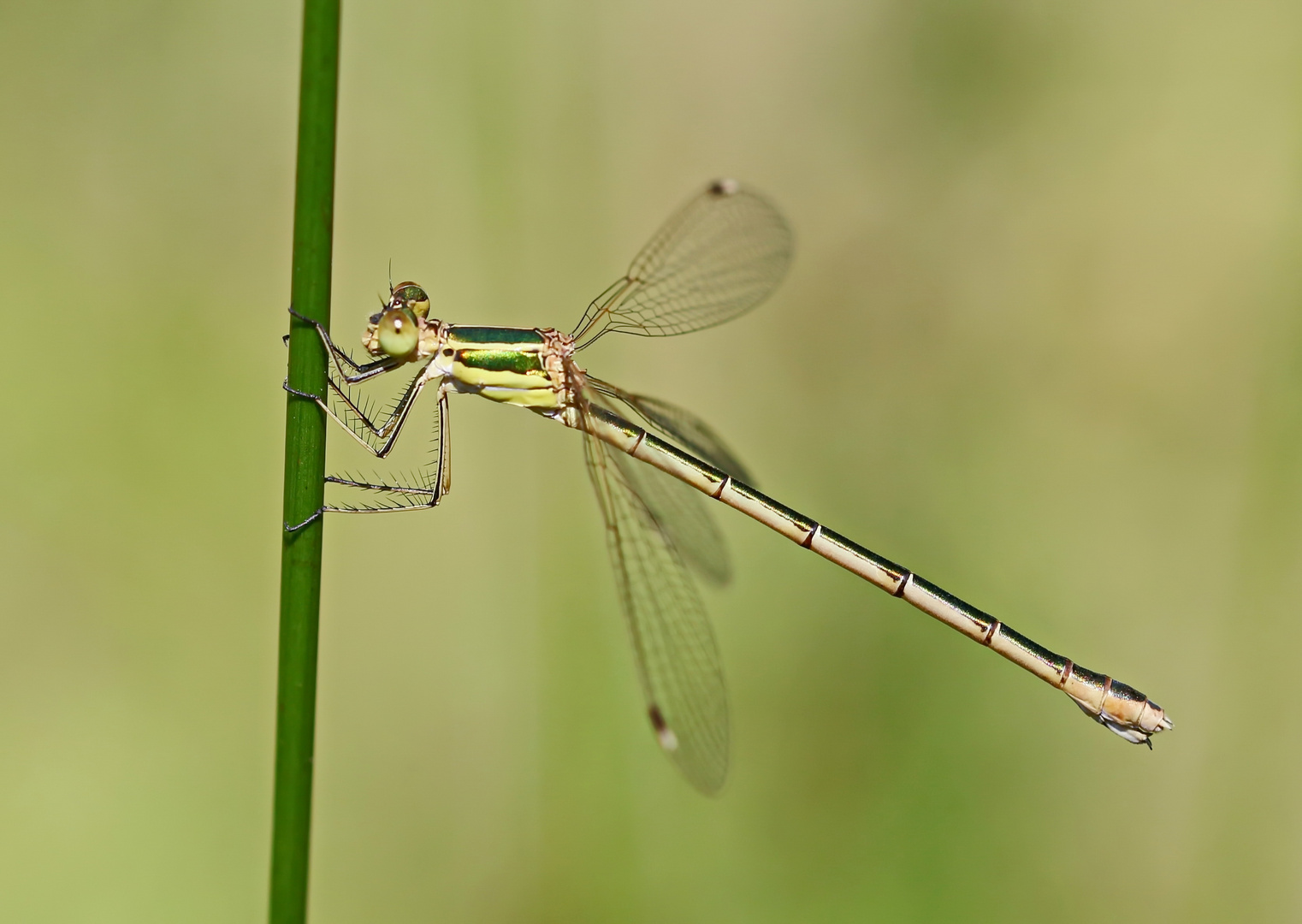 Lestes barbarus_w