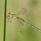 Lestes barbarus_w