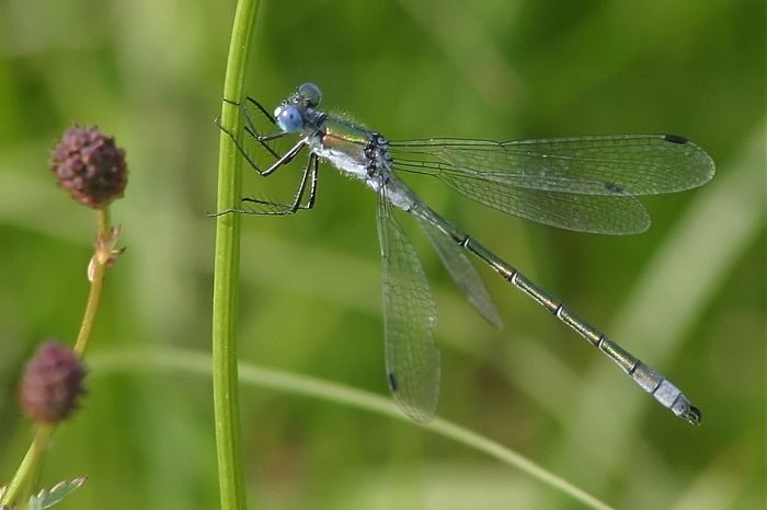 Lestes dryas