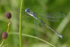 Lestes dryas