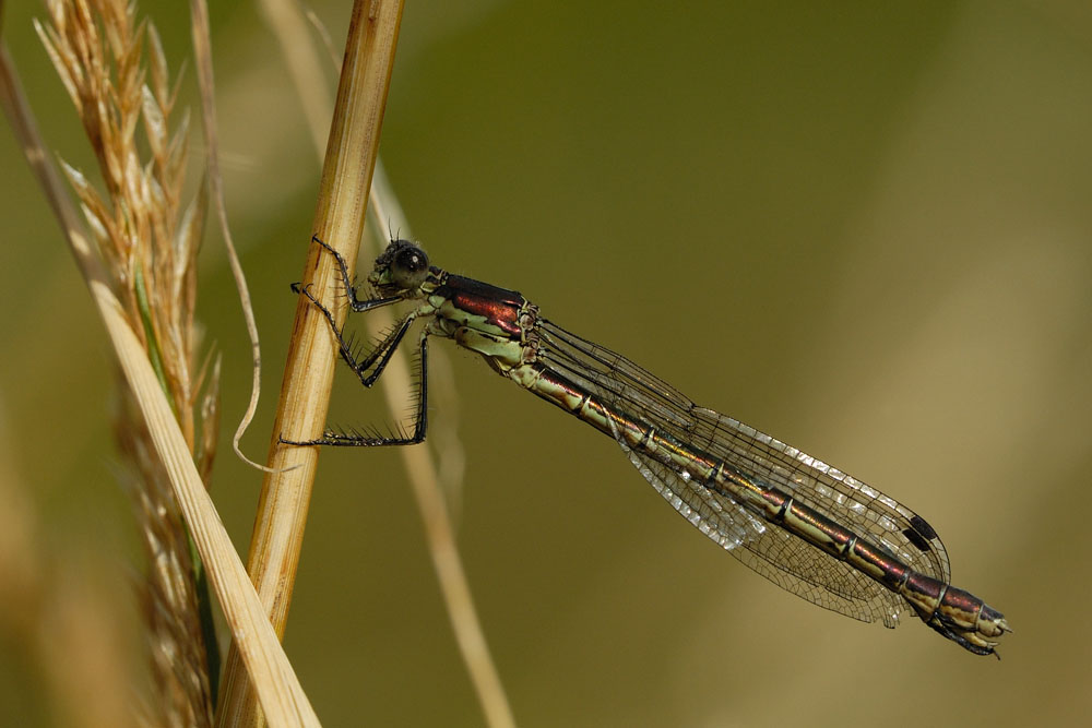 Lestes Dryas