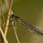 Lestes Dryas