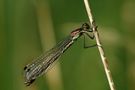 Lestes Dryas de eman68 