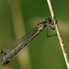 Lestes Dryas