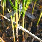 Lestes macrostigma