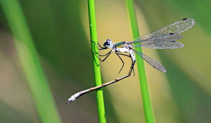Lestes sponsa + 2 Bilder