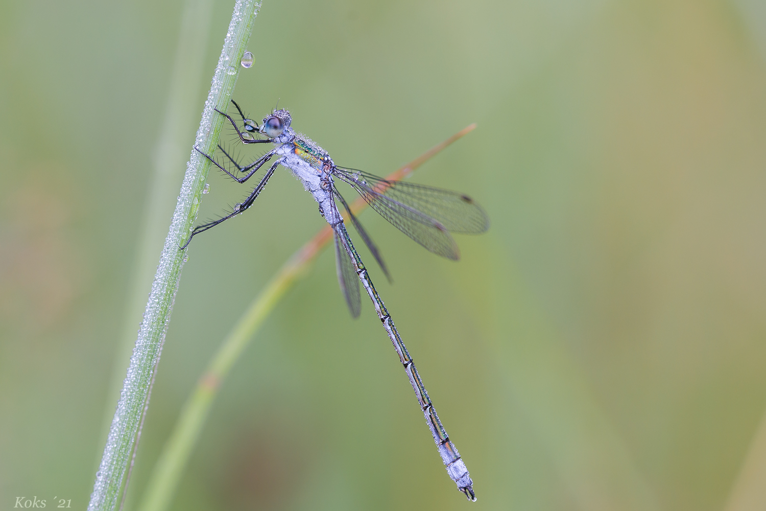 Lestes sponsa Foto & Bild | tiere, wildlife, libellen Bilder auf ...